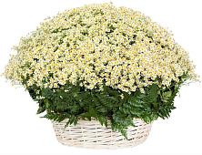 Цветочная композиция из Ромашки в корзине #REPLACE_PRED# Казанское Тюменская область
